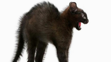 Cerrajero Piñas